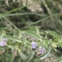 Hygrophila balsamica (L.f.) Raf.